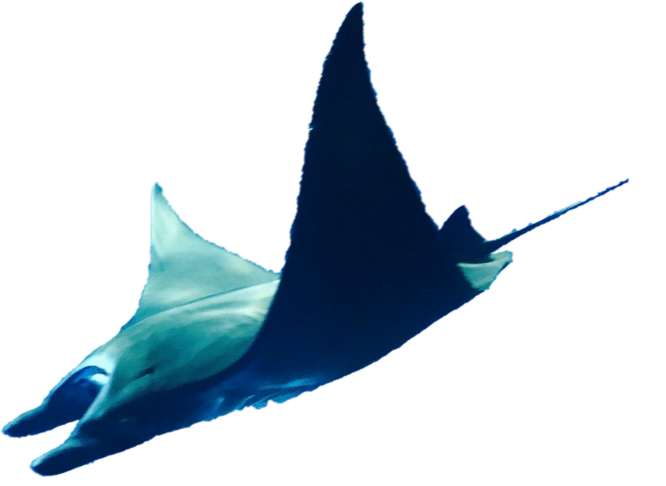 Manta Ray